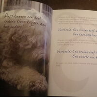 Foto 5 bij 1ste Nederlandse Australian Labradoodle boek.