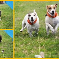 Foto 4 bij Terrier Racen.
