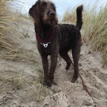 Tess