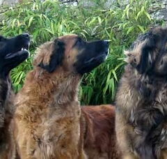 Foto 2 van Leonberger kennel of Usquebaugh