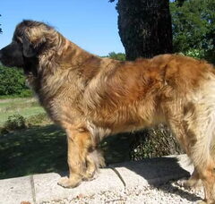 Foto 3 van Leonberger kennel of Usquebaugh
