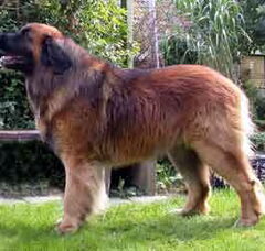 Foto 4 van Leonberger kennel of Usquebaugh