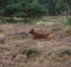 Foto 2 van Of The Red Kindness