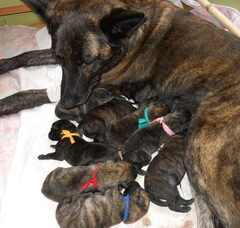 Foto 2 van kennel met Frasnays Flair (Jaap en Brenda Pronk)