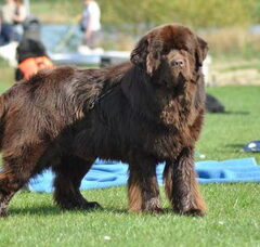 Foto 4 van kennel Procyon l'etoile du lac