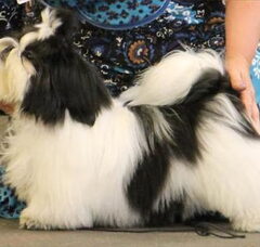 Foto 2 van "Gremley's Home Shih Tzu"