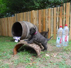 Foto 3 van kennel met Frasnays Flair (Jaap en Brenda Pronk)