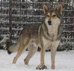 Foto 4 van Audry Wennekers  Kennel: Villa della Lupa