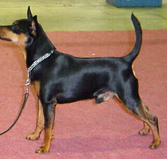 Foto 2 van kennel "v Majori's Donk"