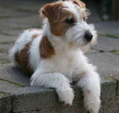 Foto 2 van Jack Russell Terrier Kennel Van Berkeloord