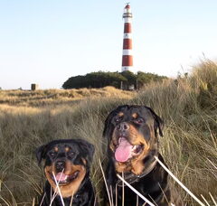 Foto 2 van Rottweilerkennel van de Wodanahoeve