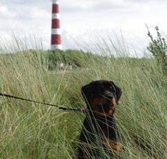 Foto 3 van Rottweilerkennel van de Wodanahoeve