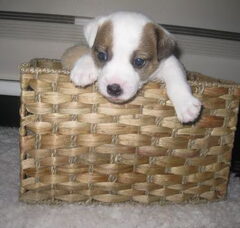 Foto 4 van Jack Russell Terrier Kennel Van Berkeloord