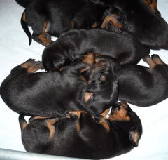 Foto 3 van Delle Due Donne