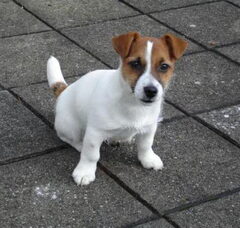 Foto 5 van Jack Russell Terrier Kennel Van Berkeloord