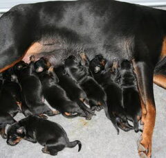 Foto 4 van Delle Due Donne