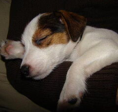 Foto 4 van Baci, JRT kennel van 't