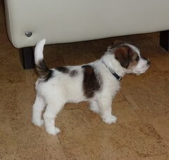 Foto 5 van Baci, JRT kennel van 't