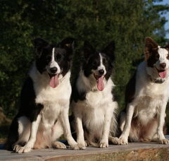 Foto 2 van Eye of O`Shaydee Border-Collies