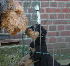 Foto 2 van Airedalekennel of Lara's Lords and Ladies