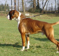 Foto 2 van Boxers van het Twentse Ros