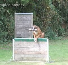 Foto 3 van Boxers van het Twentse Ros