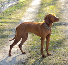 Foto 2 van Kortharige Vizsla Kennel: Mindenki Baratja