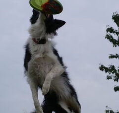 Foto 3 van Eye of O`Shaydee Border-Collies