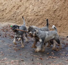 Foto 2 van peper en zout Riesenschnauzerkennel van de Telgthoeve, Trea Kroeske