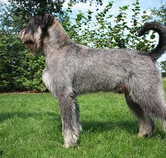 Foto 3 van peper en zout Riesenschnauzerkennel van de Telgthoeve, Trea Kroeske