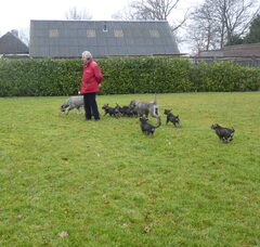 Foto 4 van peper en zout Riesenschnauzerkennel van de Telgthoeve, Trea Kroeske