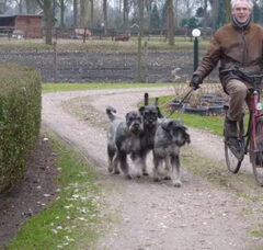 Foto 5 van peper en zout Riesenschnauzerkennel van de Telgthoeve, Trea Kroeske