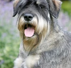 Foto 6 van peper en zout Riesenschnauzerkennel van de Telgthoeve, Trea Kroeske