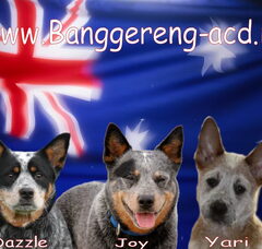 Foto 2 van Banggereng-ACD