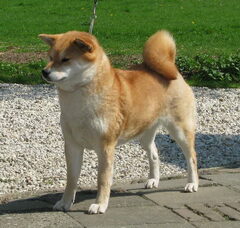 Foto 3 van "Jaklho"