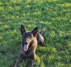 Foto 2 van vandeboarebreker