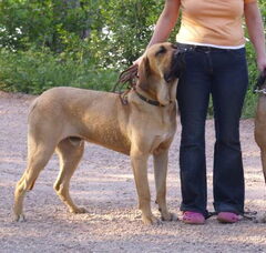 Foto 2 van Fila Brasileiro Kennel Edmundo Holland