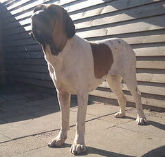 Foto 3 van Fila Brasileiro Kennel Edmundo Holland