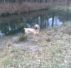 Foto 5 van Fila Brasileiro Kennel Edmundo Holland