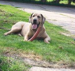 Foto 6 van Fila Brasileiro Kennel Edmundo Holland
