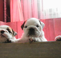 Foto 3 van From-Bull-Eyes