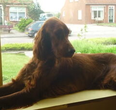Foto 2 van Red Suits You