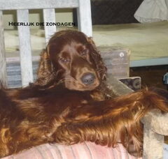 Foto 4 van Red Suits You