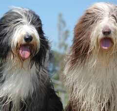 Foto 2 van Heronsplace Bearded Collies
