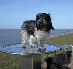 Foto 3 van "de Zeeuwse Strange"