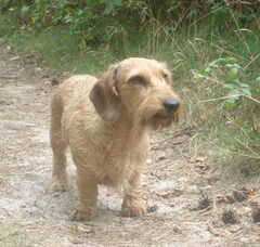 Foto 5 van v.d. Tadderak