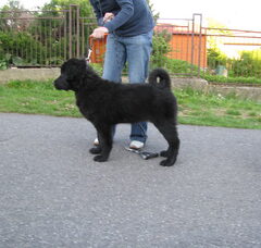 Foto 3 van Diny Esveld. King of the wolfpack