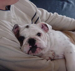 Foto 2 van Jester`s Bulldogs