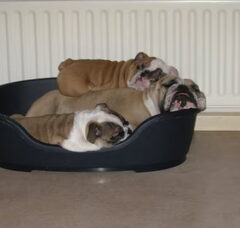 Foto 3 van Jester`s Bulldogs