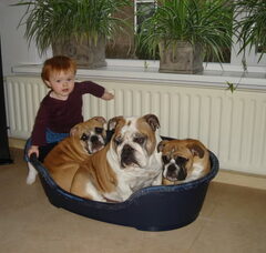 Foto 4 van Jester`s Bulldogs